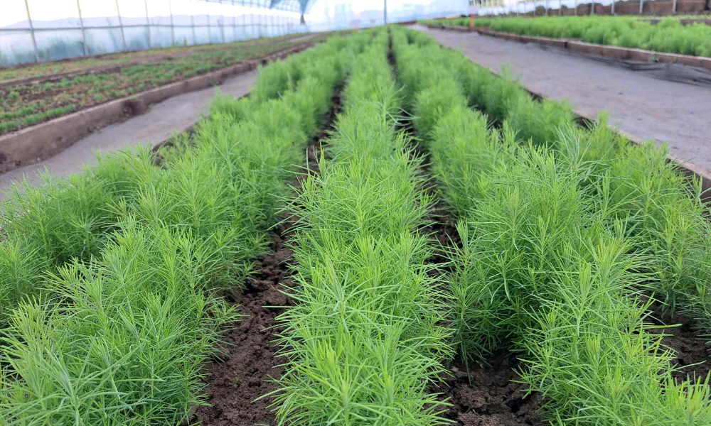 🌳ЗГХА Ойн газрын мэргэжилтнүүд, Булган аймгийн Байгаль орчин, аялал жуулчлалын газар, Сум дундын ойн ангиудтай хамтран тооллого, бүртгэлийн ажлыг хийж гүйцэтгэв.
🌳Булган аймагт Мод үржүүлгийн чиглэлээр 21 аж ахуй нэгж, 7 иргэн  35,5 га талбайд 25 зүйлийн 3870014  ширхэг тарьц, суулгацыг үржүүлж байна. Мөн 2023 оны хавар 267кг мод сөөгийн үр тарьсан.